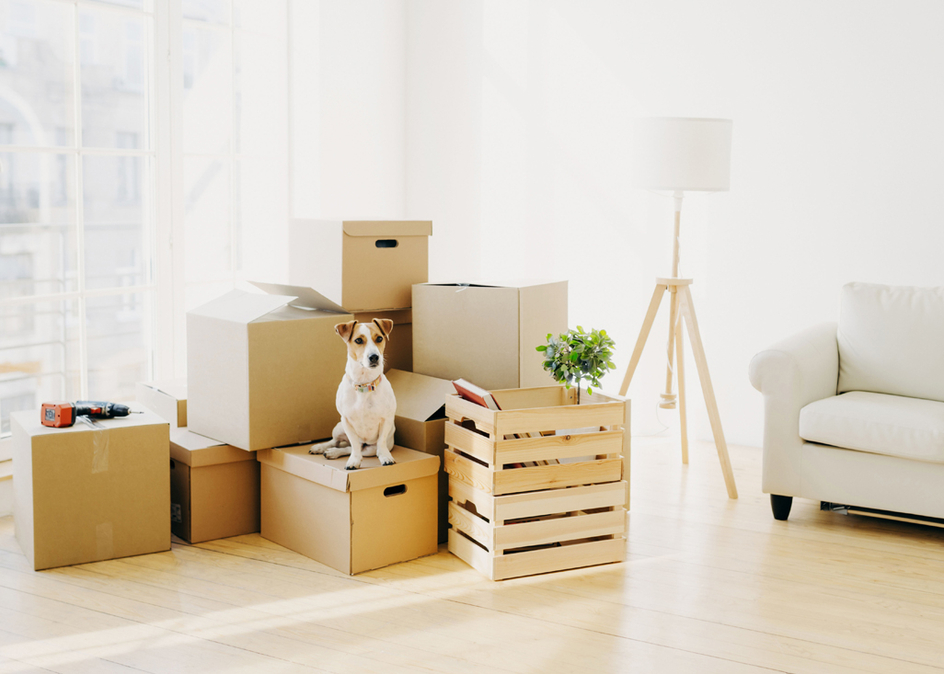 Cute domestic dog poses near cardboard boxes in spacious room with sofa, big window in background.