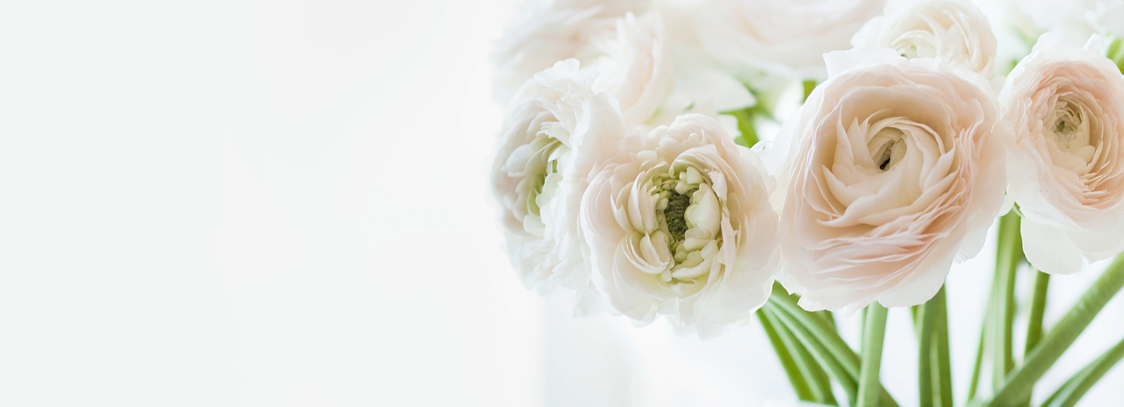 Close up of white flowers on left side with white space on right