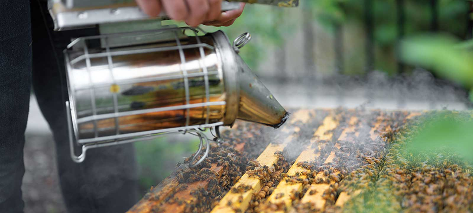 A beekeeper smokes the beehive to calm honeybees.