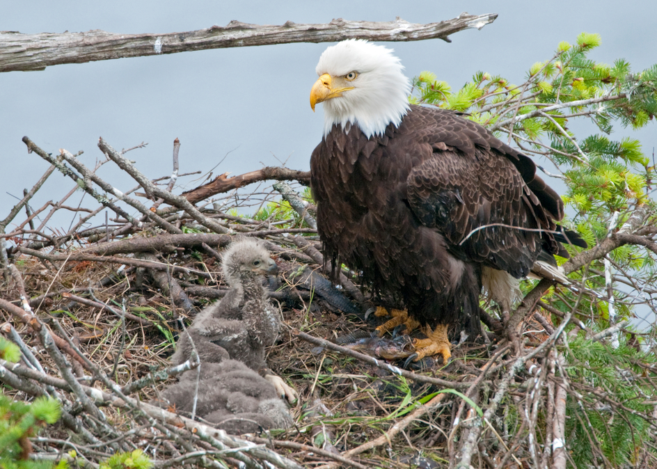Eagle nest with mother and two chicks